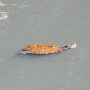 Saw-shelled Turtle