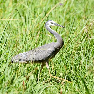 White-faced Heron