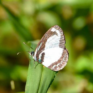 Small Green-banded Blue