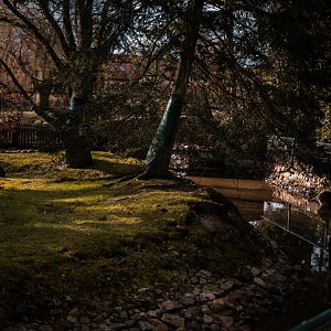 Stream in the Raccoon enclosure