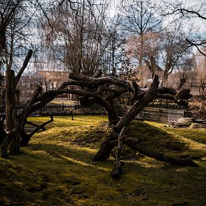 Climbing tree in the Raccoon enclosure