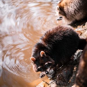 Farm raccoon
