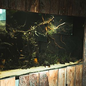 Axolotl Aquarium at the pond viewing