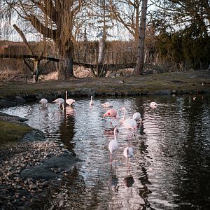 Flamingo pond