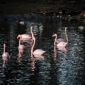 Flamingo pond
