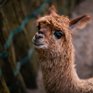 Alpaca
