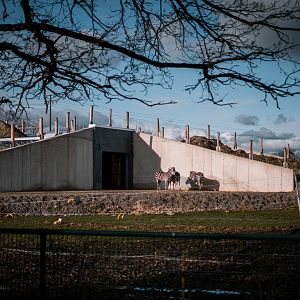 Zebras in front of the Africa house