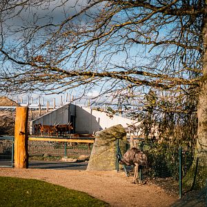 Watussi in front of the Africa house