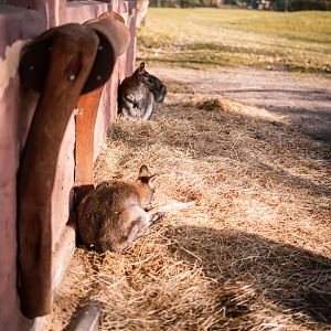 Red necked wallabys