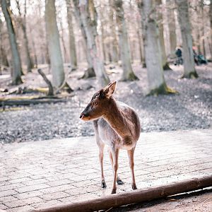 Fallow deer in front of the castle barn