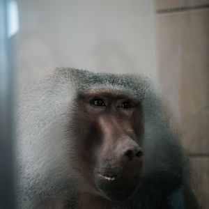 Hamadry Baboon