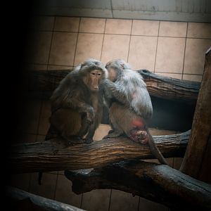 Hamadry Baboons indoor