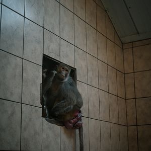 Hamadry Baboon indoor