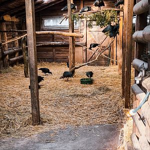 Northern Bald Ibis in a random barn