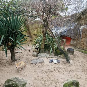Fennec Fox exhibit