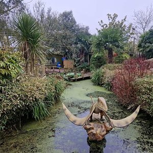 Dino pond