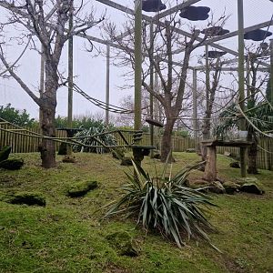 Lar Gibbon exhibit