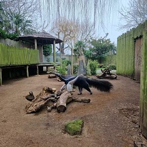 Giant Anteater