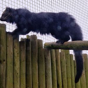 Indochinese Binturong