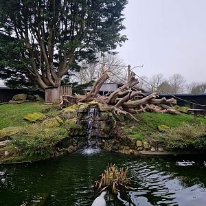 Squirrel monkey exhibit