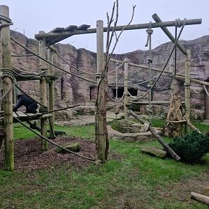Sulawesi Crested Macaque exhibit