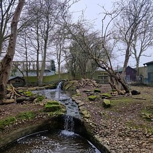 American Beaver/Capybara exhibit
