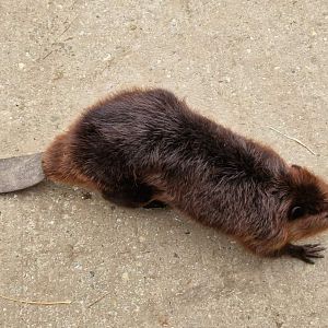 American Beaver