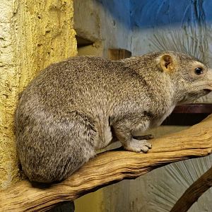 Arabian Rock Hyrax