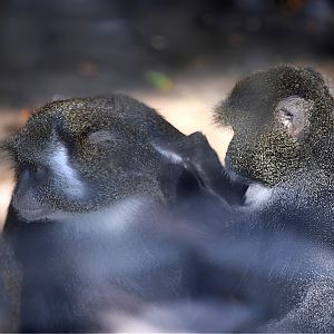 Sykes' Monkey (Cercopithecus albogularis)