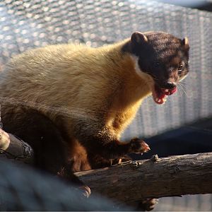 Yellow-throated Marten