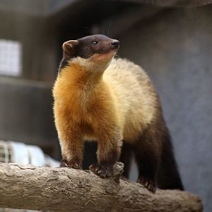 Yellow-throated Marten