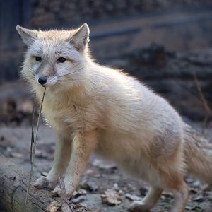 Corsac Fox