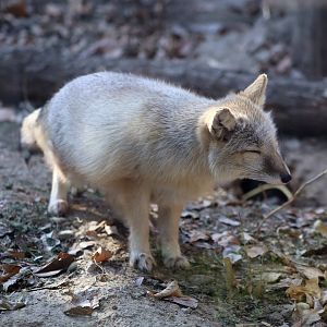 Corsac Fox