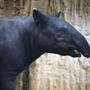 Malayan Tapir