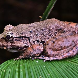 Blyth's River Frog (Limnonectes  blythii)