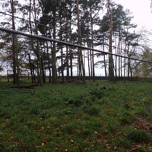 Reeve’s muntjac enclosure