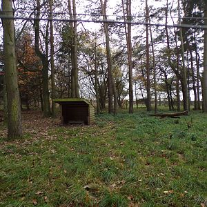 Reeve’s muntjac enclosure (2)