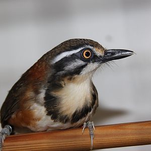 Lesser necklaced laughingthrush (Garrulax monileger)