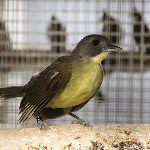 Grey-headed bristlebill (Bleda canicapillus)