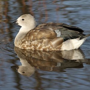 Blue-winged Goose (I think)
