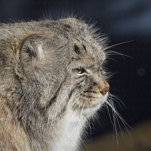 Pallas's Cat/ Otocolobus manul Pazi