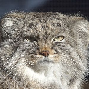 Pallas's Cat/ Otocolobus manul Pazi