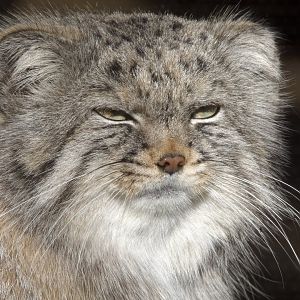 Pallas's Cat/ Otocolobus manul Pazi