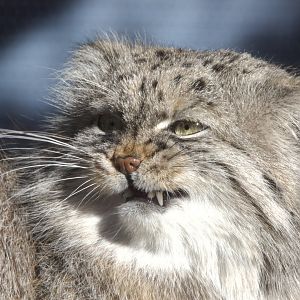 Pallas's Cat/ Otocolobus manul Pazi