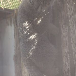 Pallas's Cat/ Otocolobus manul Pazi