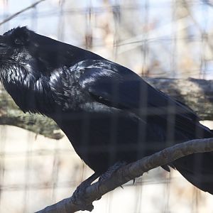 Common Raven/ Corvus corax