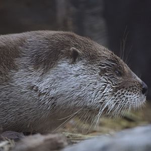 North American river otter/ Lontra canadensis