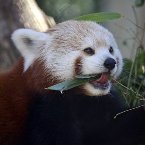 Himalayan Red Panda/ Ailurus fulgens