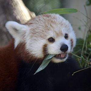 Himalayan Red Panda/ Ailurus fulgens