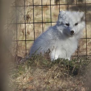 Arctic Fox/ Vulpes lagopus